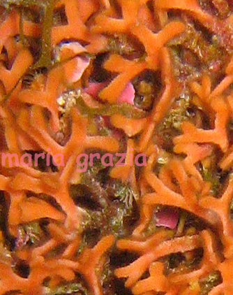Smittina cervicornis  e Turbicellepora avicularis